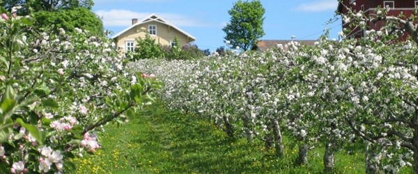 Jønsi gård