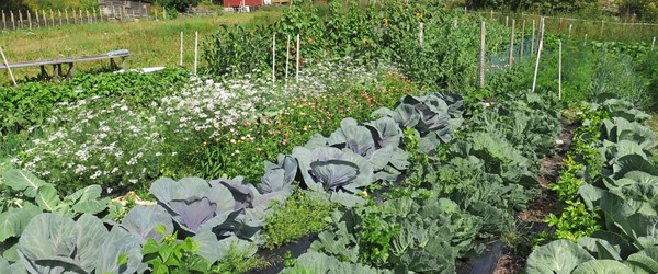 Skarsmoen gård